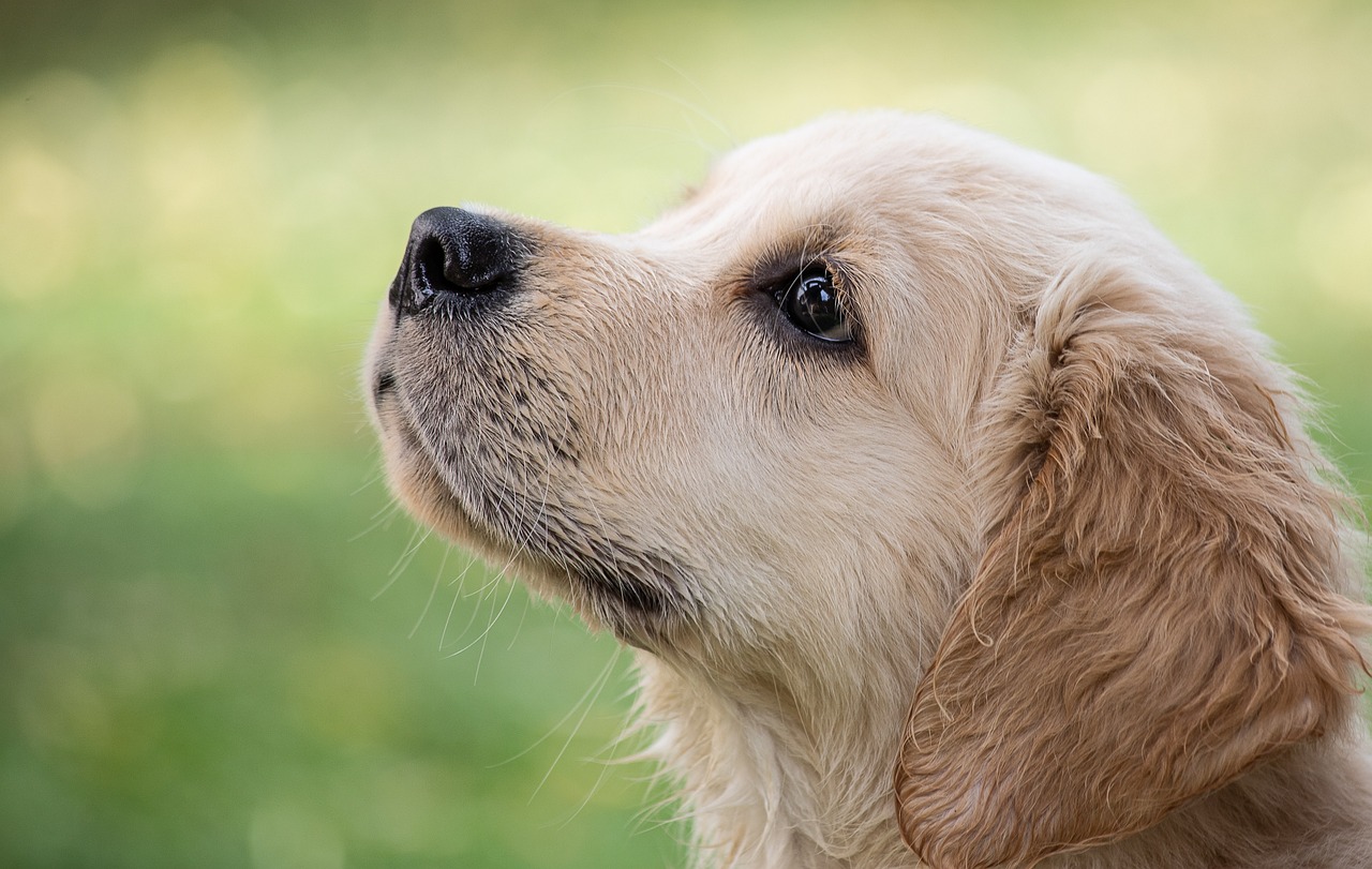 Peluquería canina en Molina de Segura Cuidado y bienestar de tus mascotas