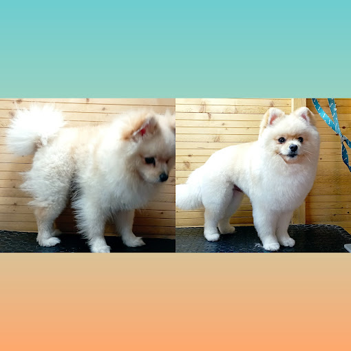 Marican04 Peluquería canina en Molina de Segura